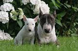 BULL TERRIER MINIATURE 159